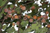 Смотреть изображение Diospyros lotus