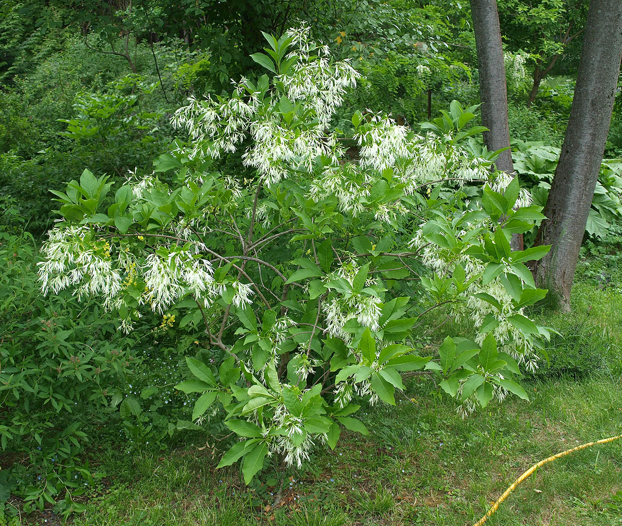 Изображение особи Chionanthus virginicus.