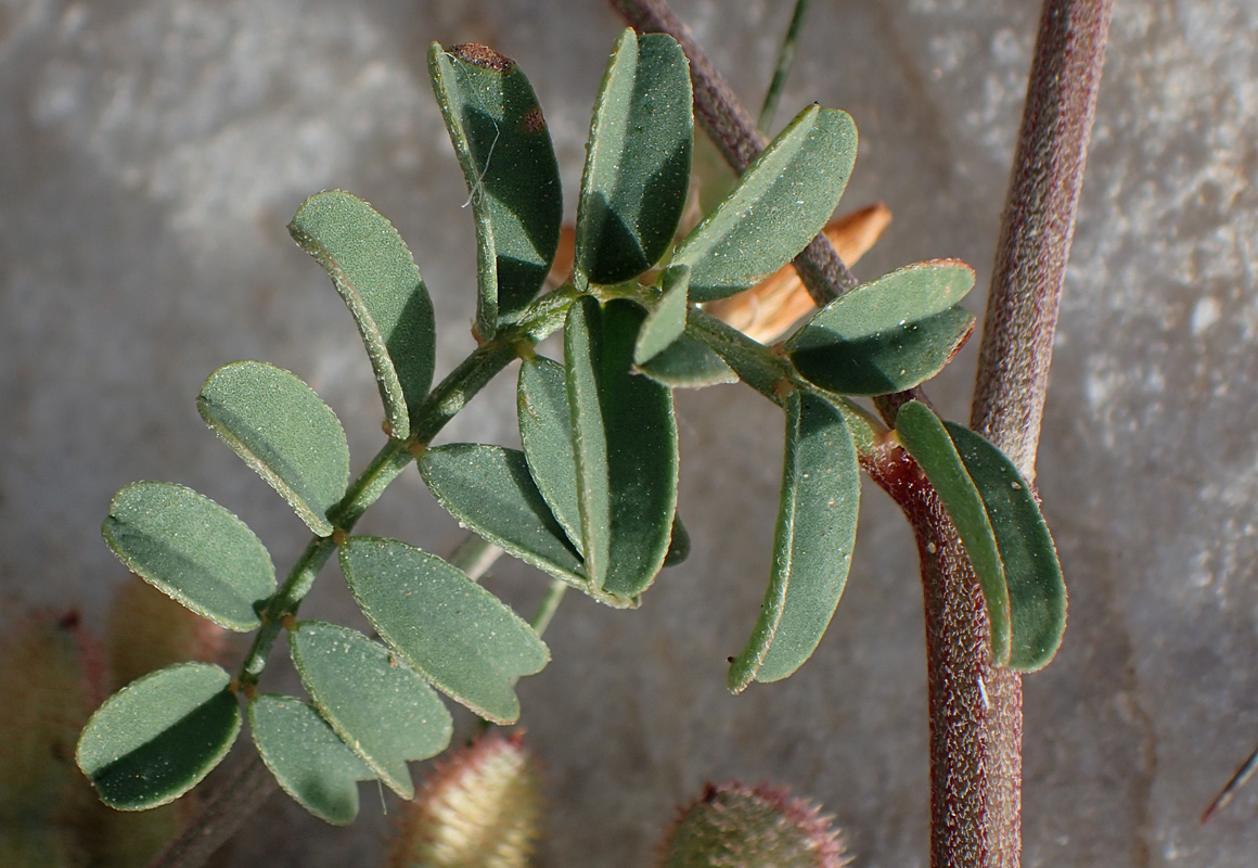 Image of Hedysarum spinosissimum specimen.