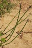 Equisetum hyemale