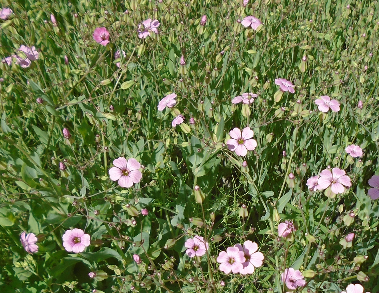 Image of Vaccaria hispanica specimen.