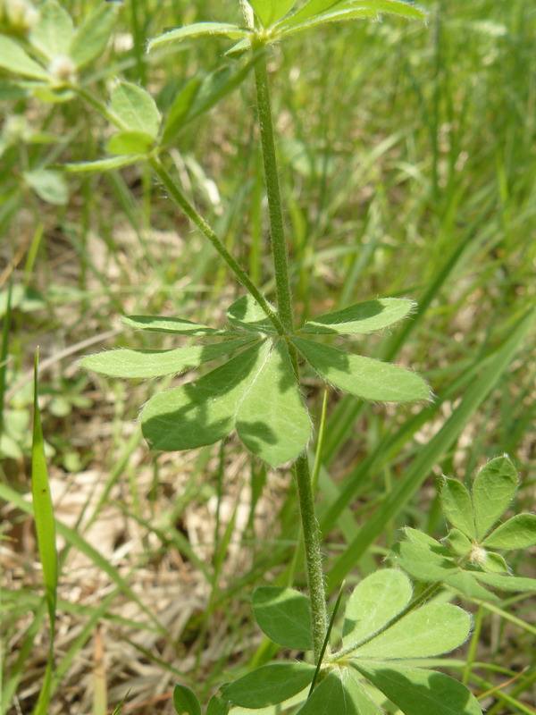 Image of Dorycnium graecum specimen.