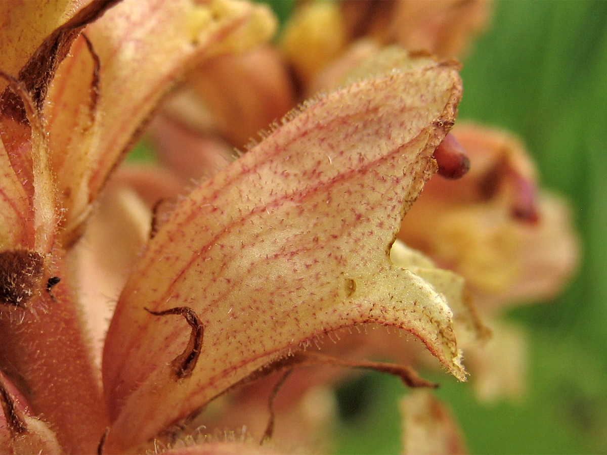 Image of Orobanche alba specimen.