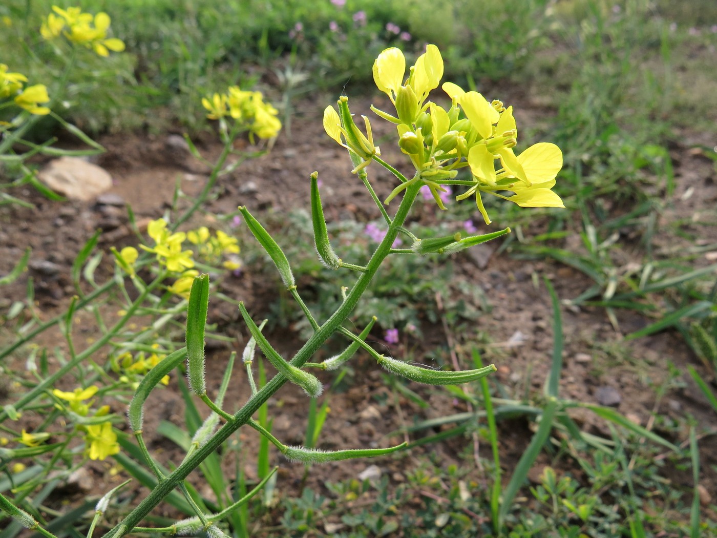 Image of Sinapis alba specimen.