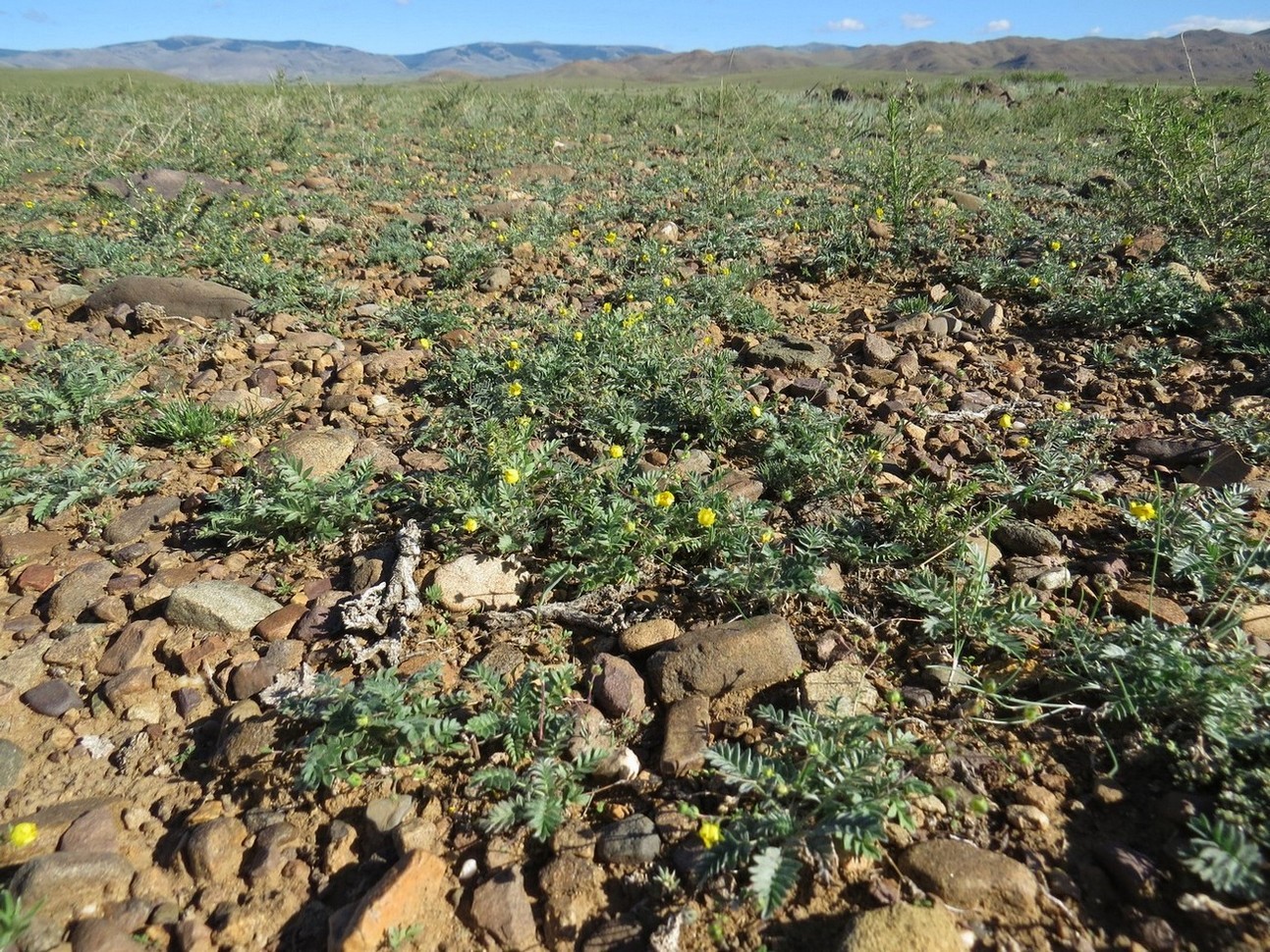 Image of Potentilla astragalifolia specimen.