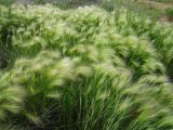 Hordeum jubatum