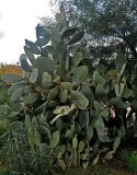 Opuntia ficus-indica