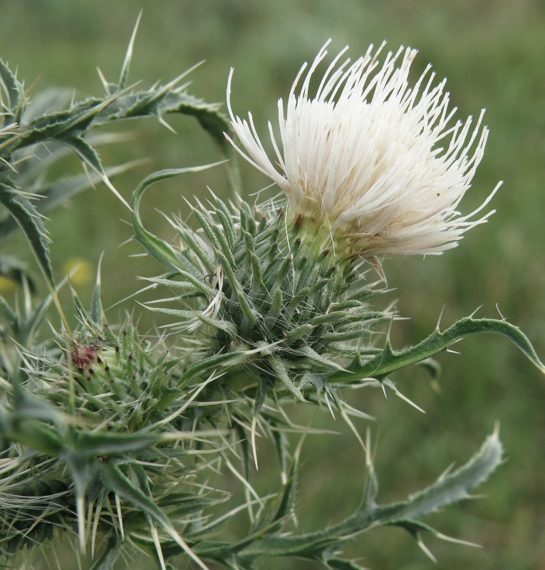 Image of Carduus acanthoides specimen.