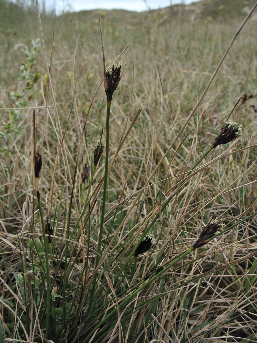 Изображение особи Schoenus nigricans.