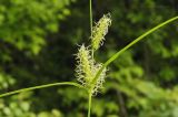 Carex dispalata