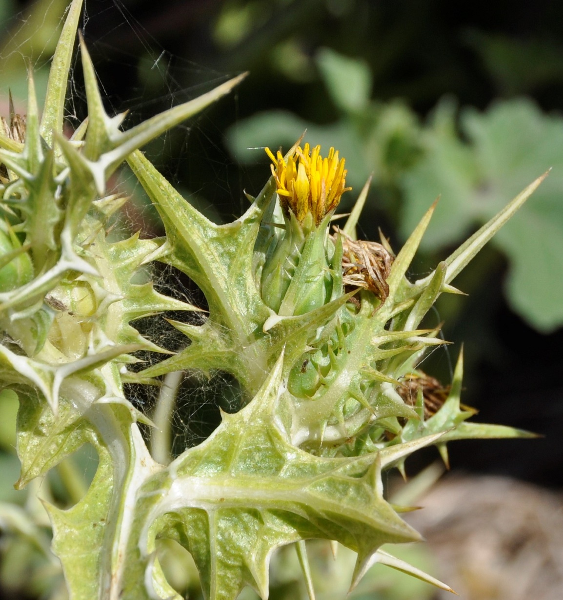 Изображение особи Scolymus maculatus.