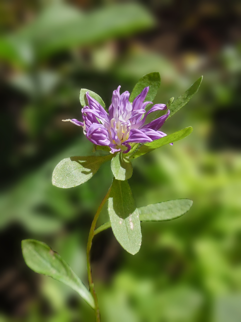 Изображение особи Callistephus chinensis.