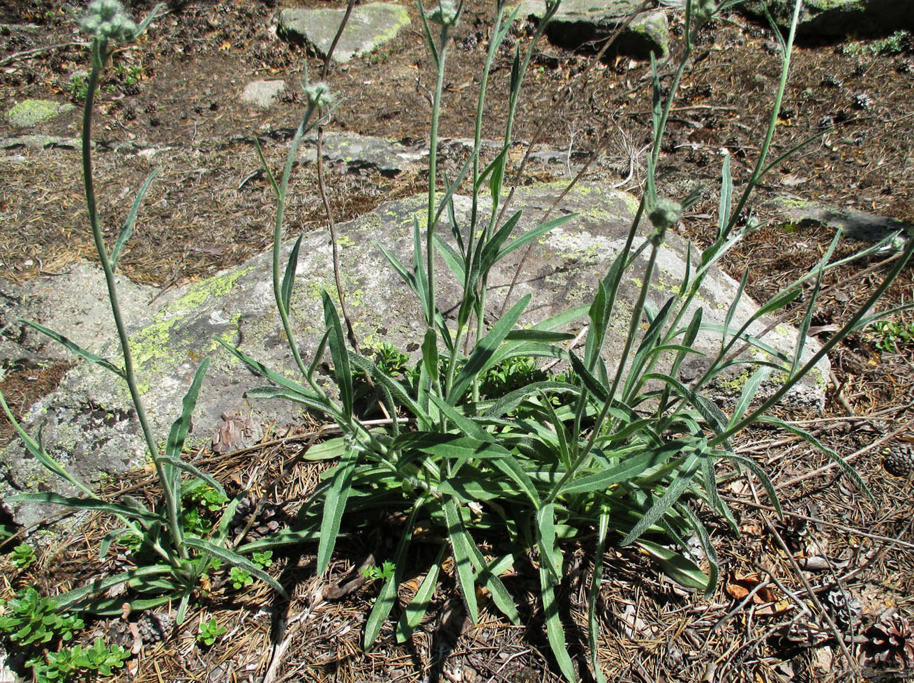 Изображение особи Pilosella echioides.