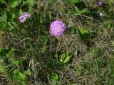 Primula farinosa