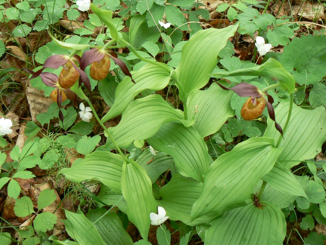 Image of Cypripedium calceolus specimen.