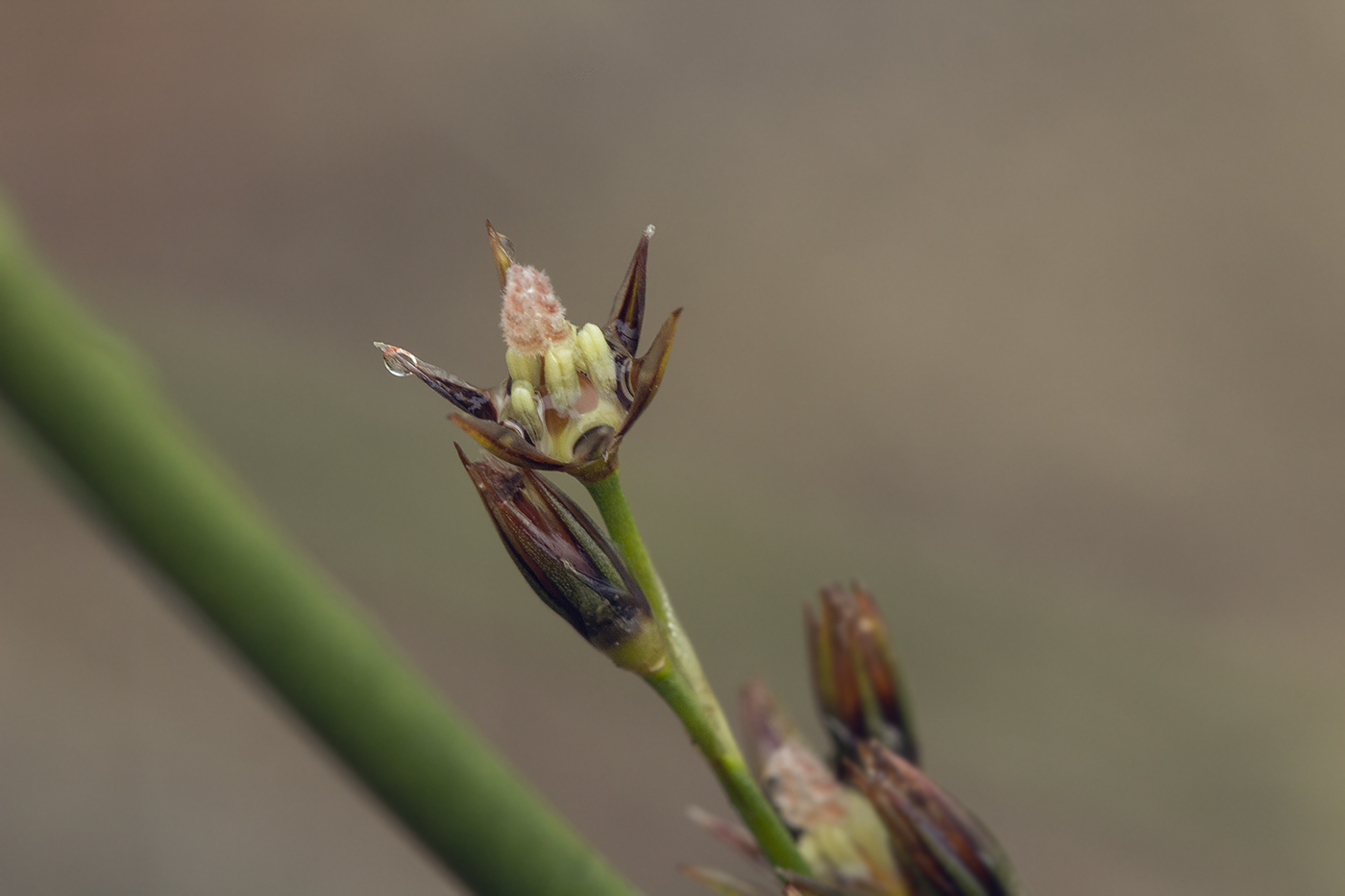 Image of Juncus haenkei specimen.