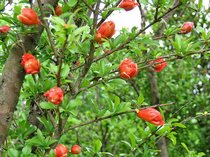 Image of Punica granatum specimen.