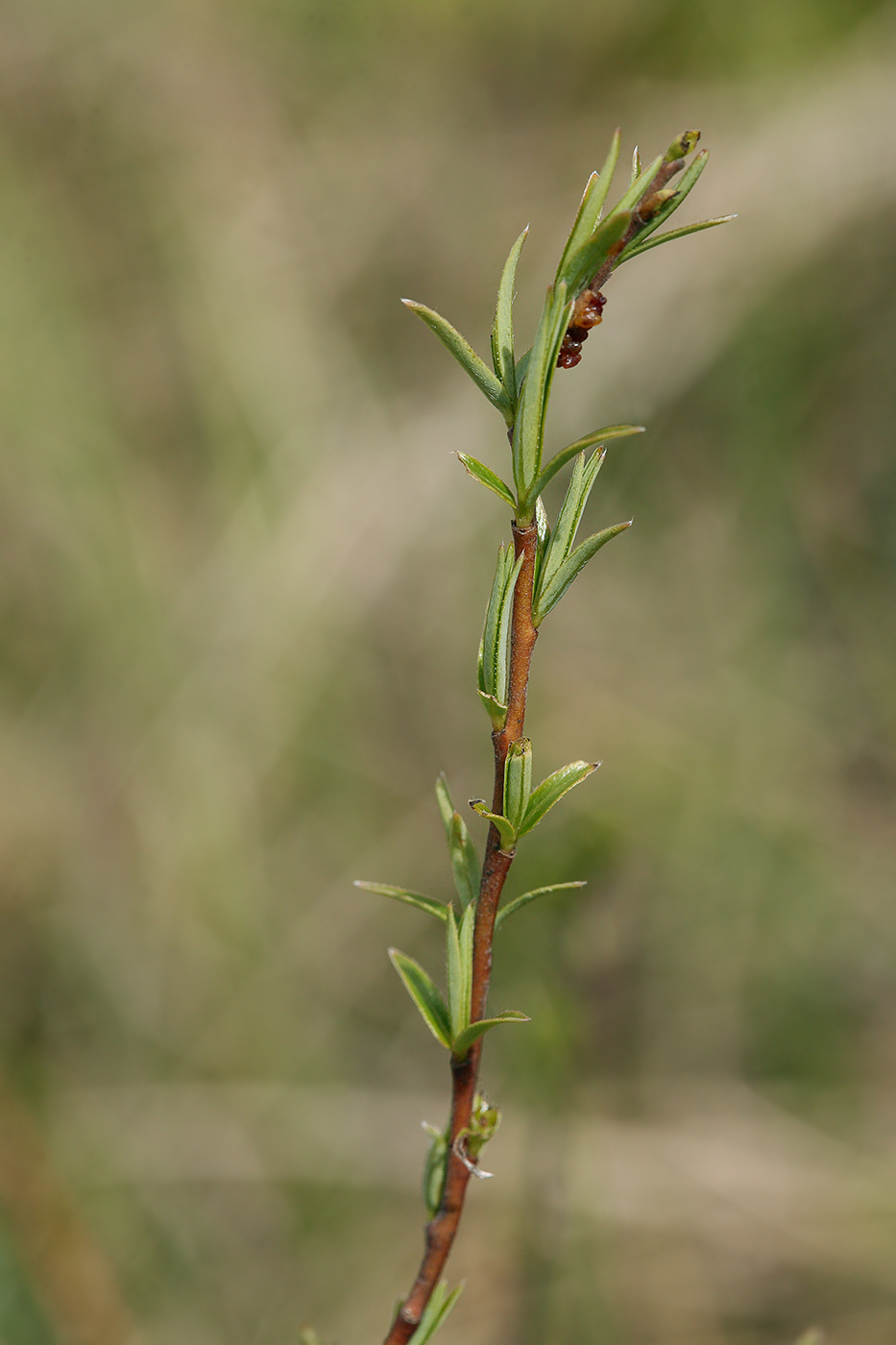 Изображение особи Salix rosmarinifolia.