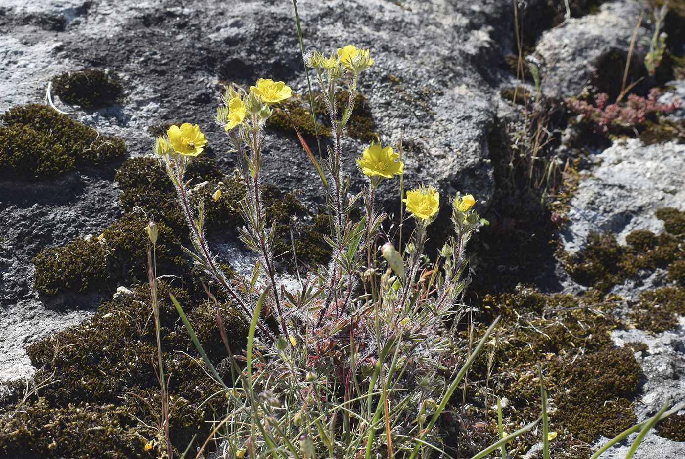 Изображение особи Potentilla hirta.