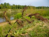 Echinochloa crus-galli. Соцветие. Чувашия, окр. г. Шумерля, пойма р. Сура, за понтонным мостом. 13 августа 2008 г.