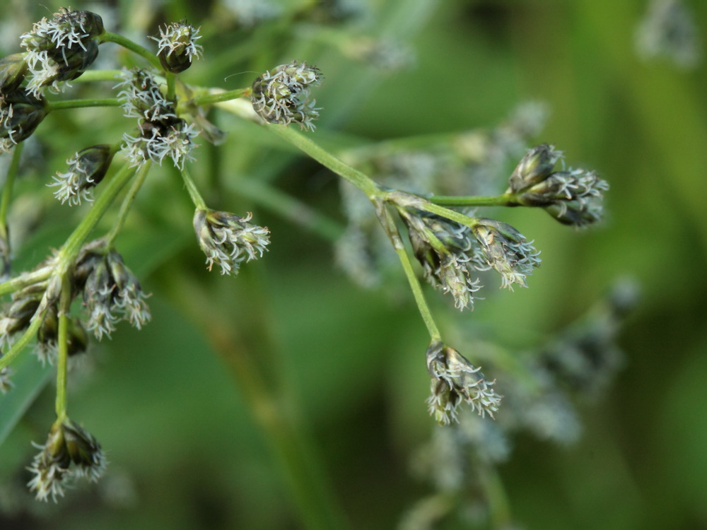 Изображение особи Scirpus sylvaticus.