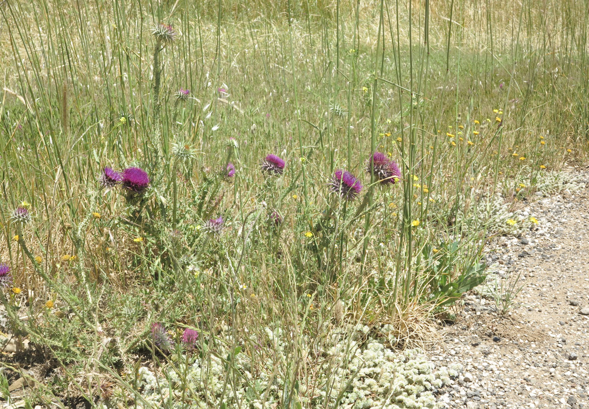 Image of Onopordum blancheanum specimen.