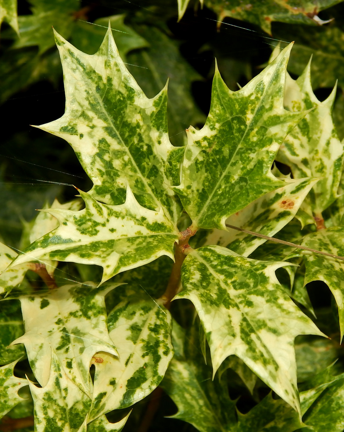 Osmanthus heterophyllus