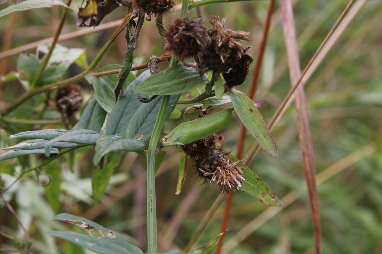 Image of Vicia sepium specimen.