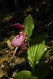 Cypripedium × ventricosum. Верхушка цветущего растения. Красноярский край, Эвенкийский р-н, государственный природный заповедник \"Тунгусский\", окр. кордона \"Малина\", лиственнично-сосновый разнотравно-бруснично-зеленомошный лес. 25.06.2014.