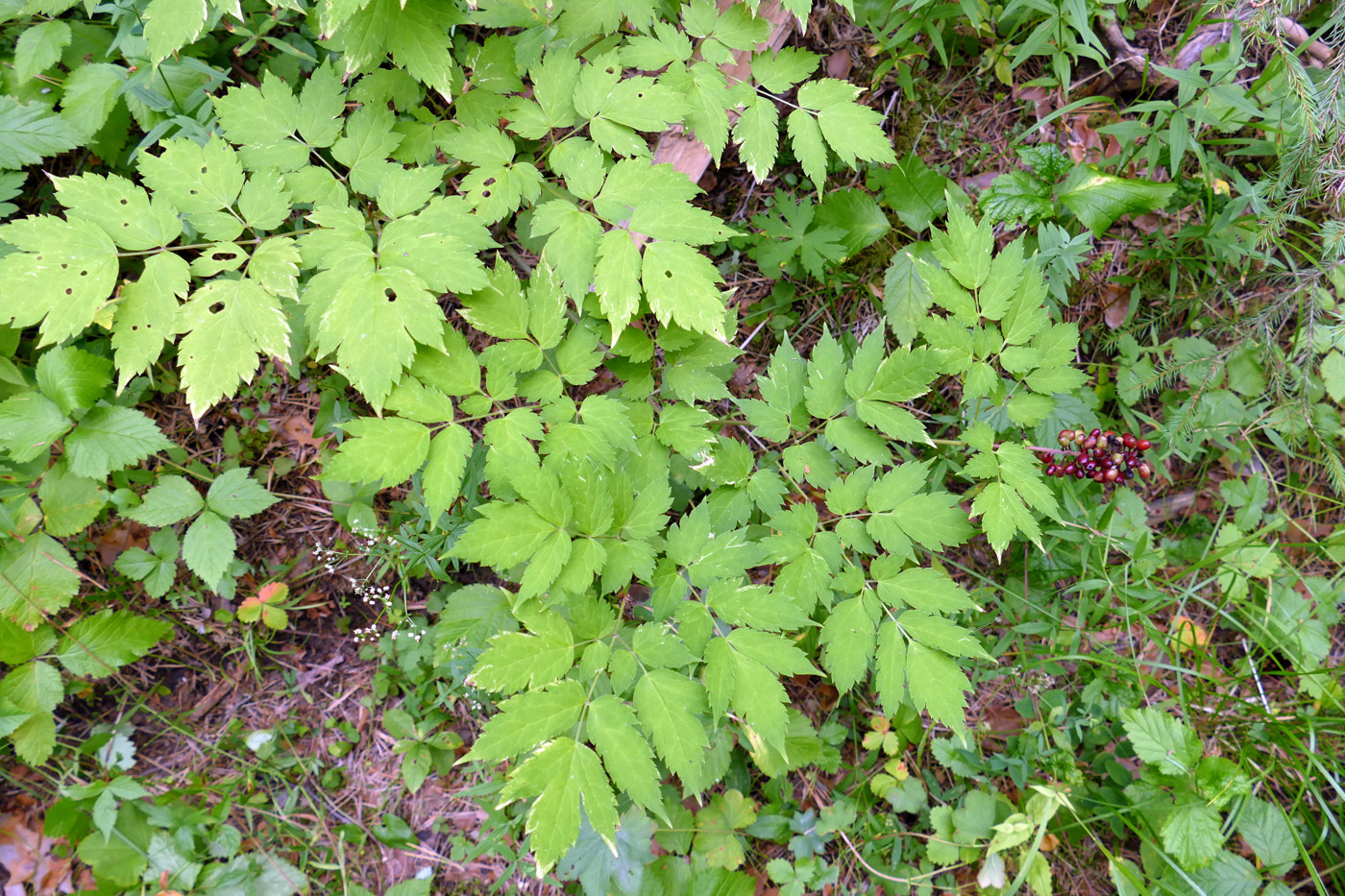 Image of Actaea erythrocarpa specimen.