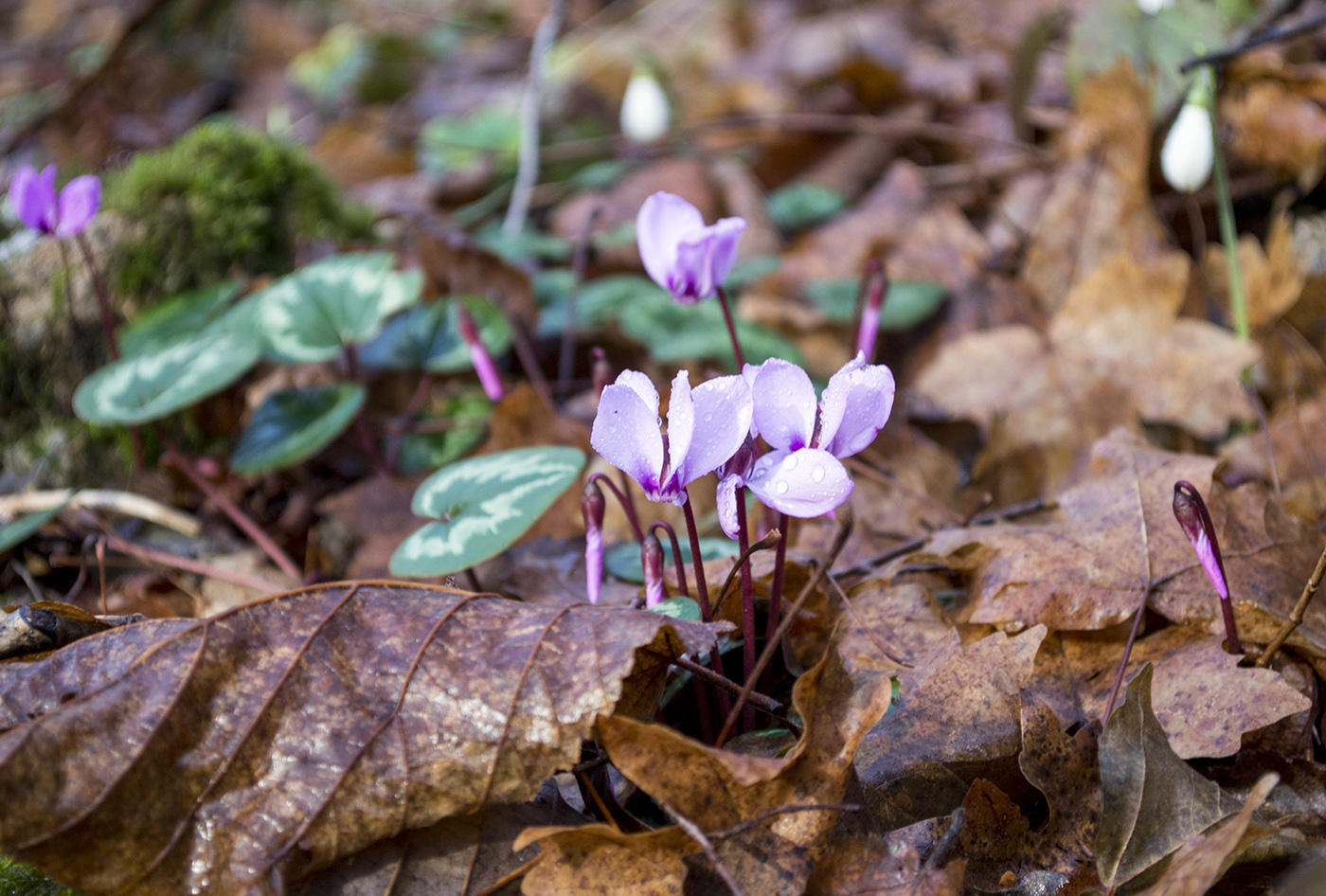 Изображение особи Cyclamen coum.