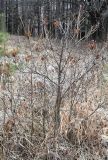 Rhododendron luteum. Растения в состоянии зимнего покоя. Ставропольский край, г. Кисловодск, парк. 03.01.2019.
