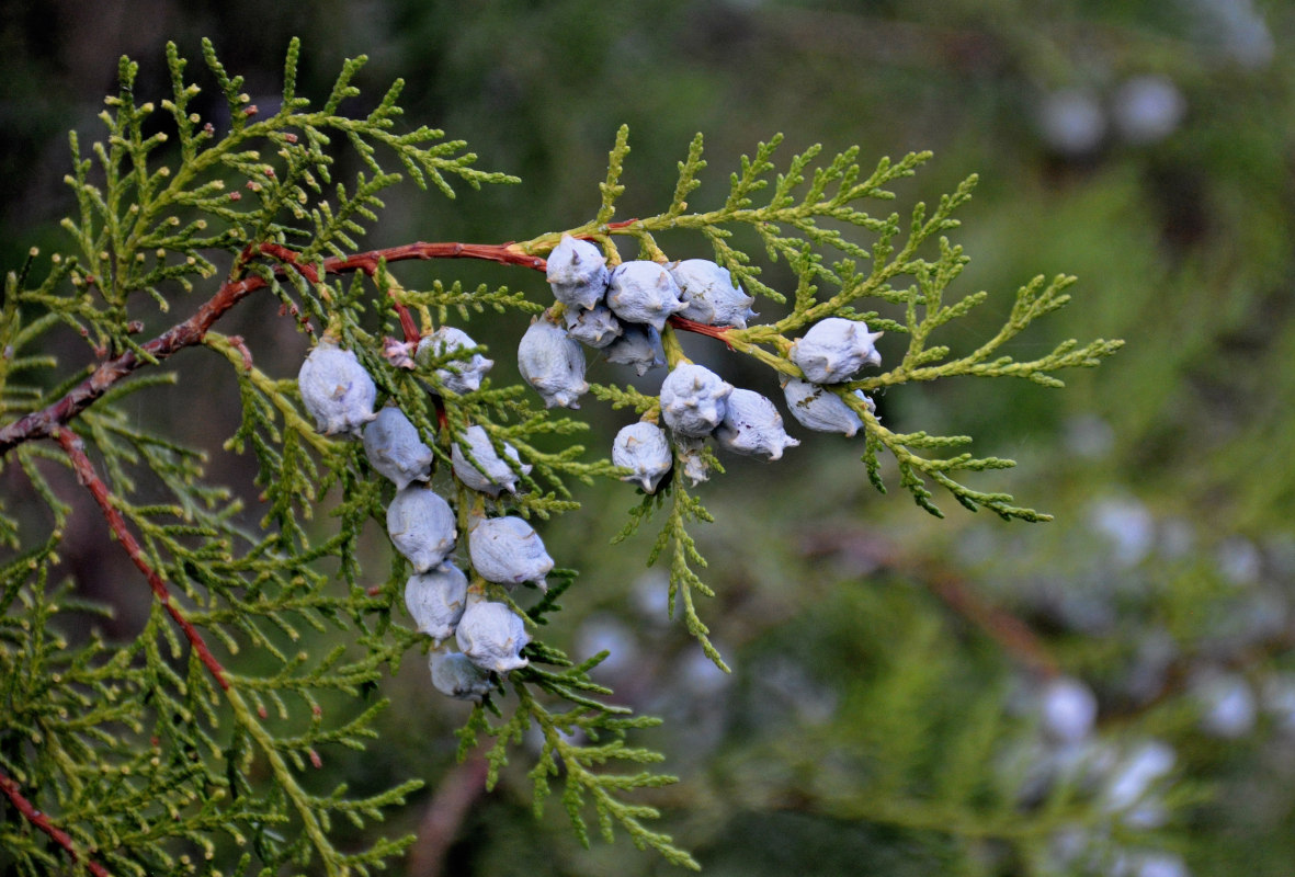 Image of Platycladus orientalis specimen.