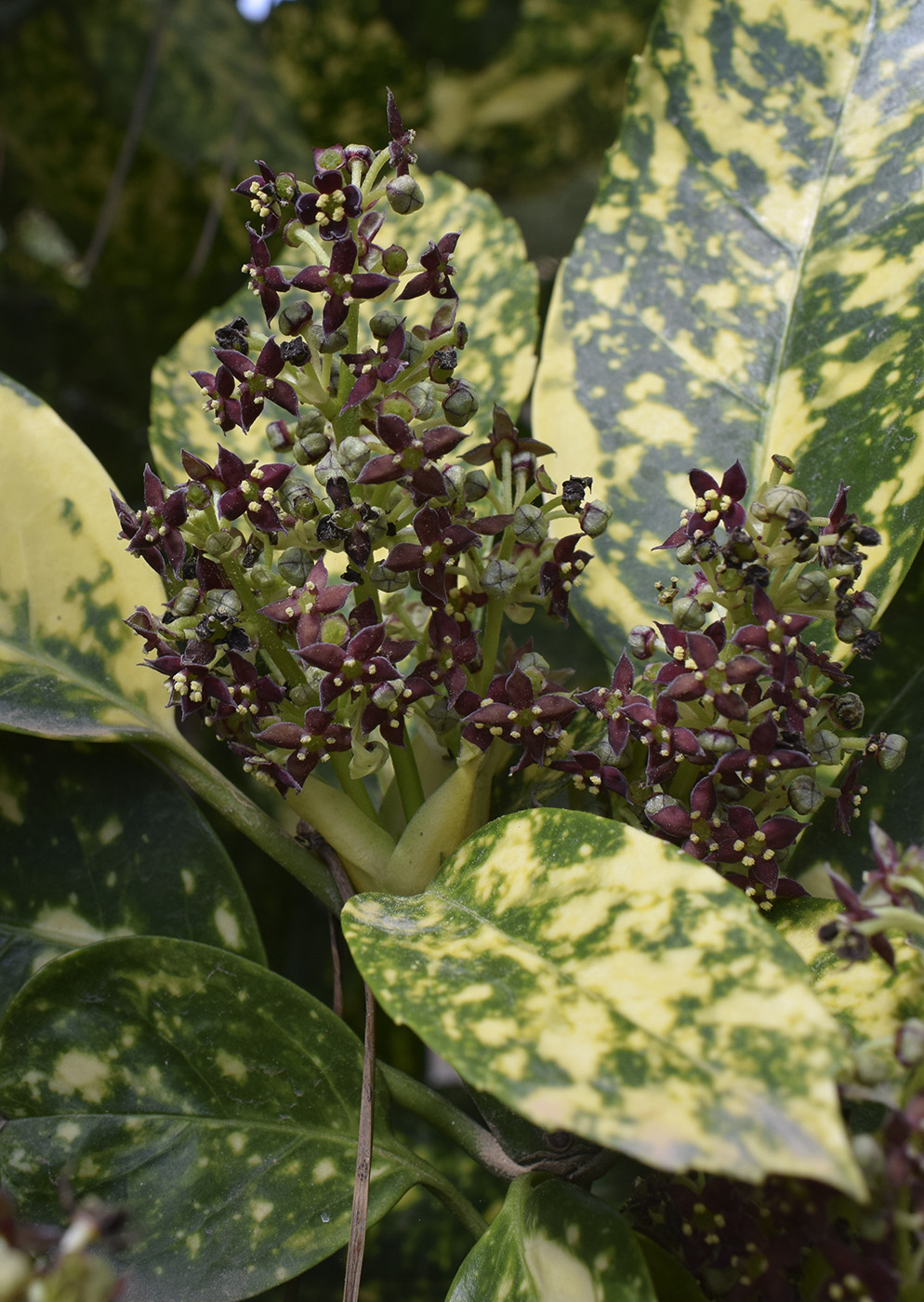 Image of Aucuba japonica specimen.