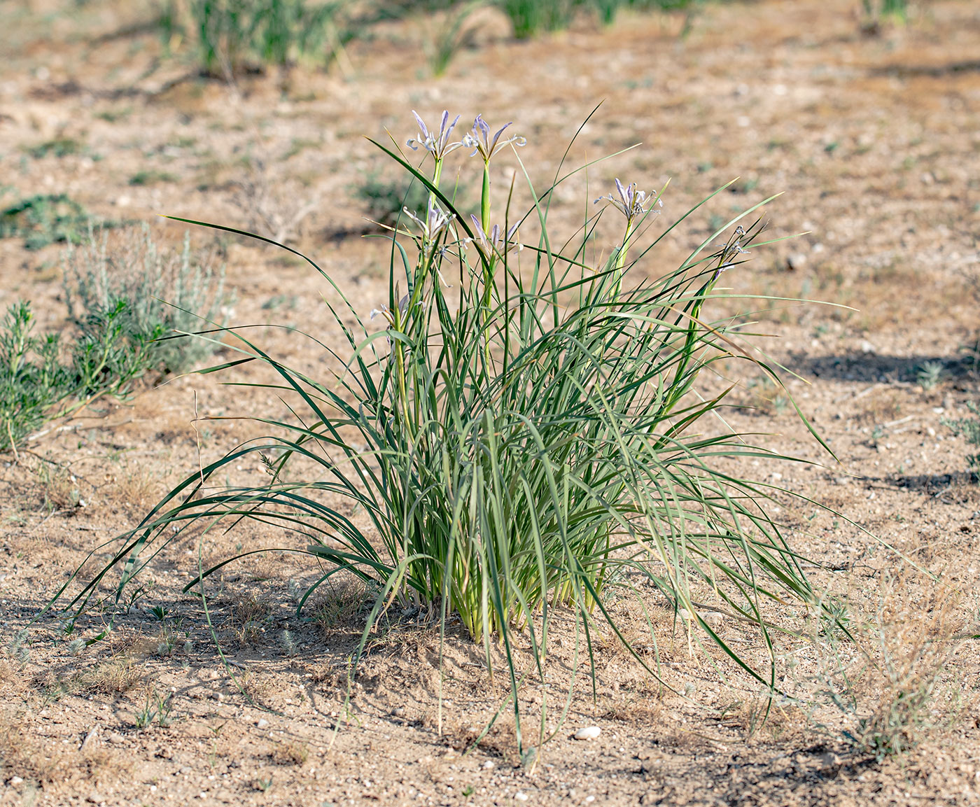 Image of Iris songarica specimen.