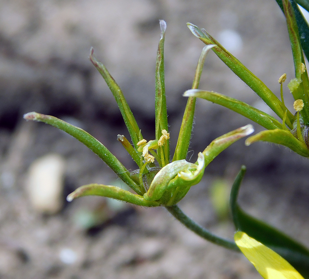 Image of Gagea villosa specimen.