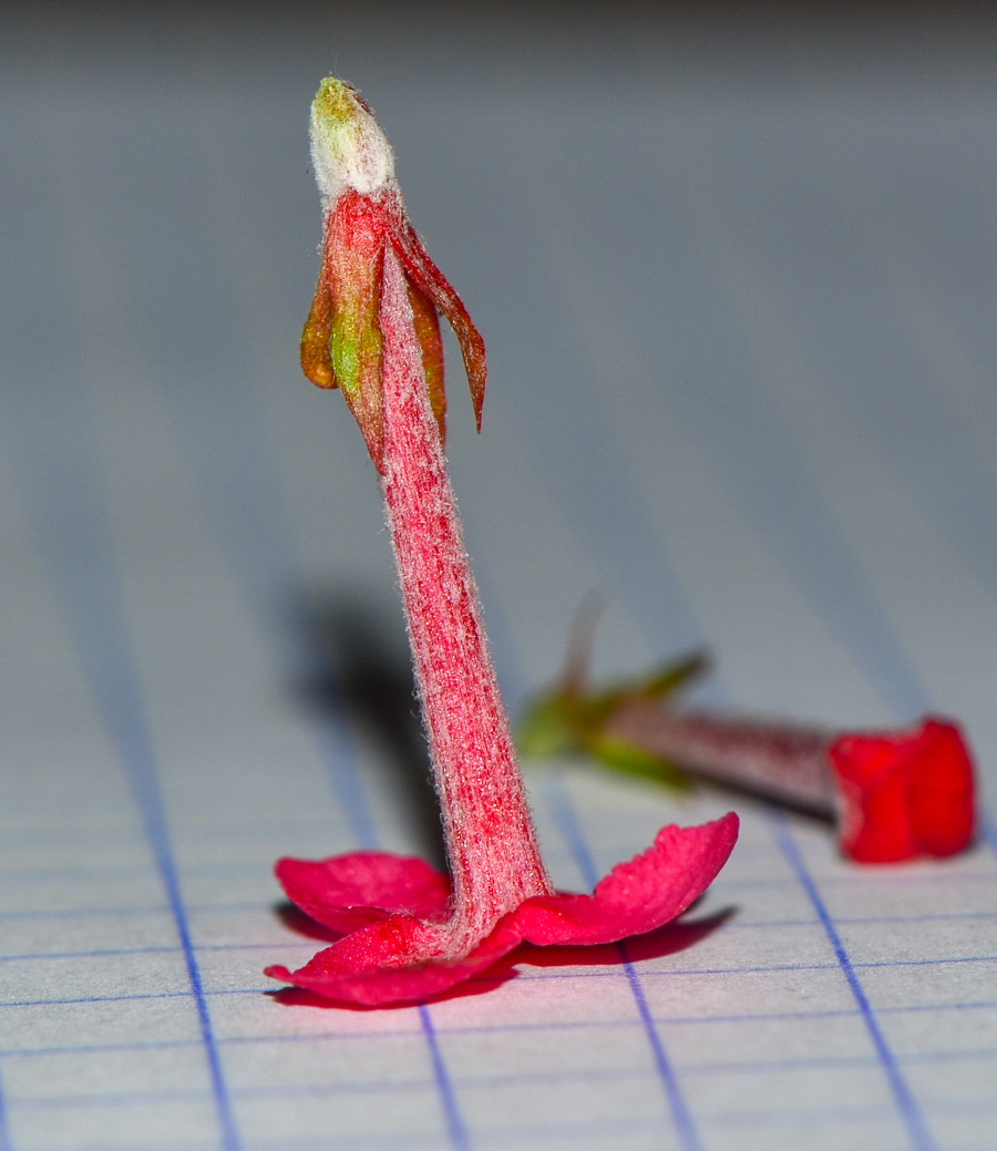 Image of Arachnothryx leucophylla specimen.