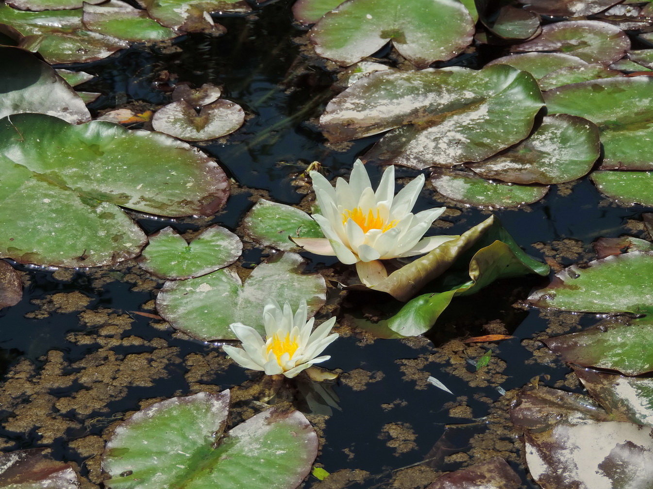 Image of Nymphaea alba specimen.