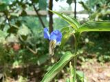 Commelina communis. Верхушка цветущего побега. Хабаровск, ул. Ульяновская 60. 18.07.2010.