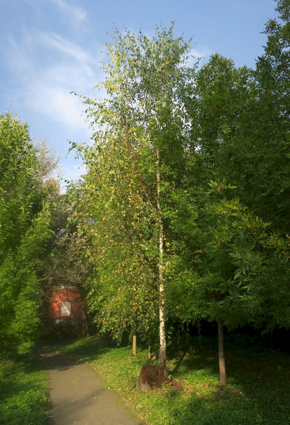 Image of Betula pendula specimen.