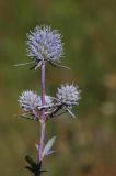 Eryngium planum