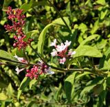 Syringa microphylla. Часть веточки цветущего растения, сорт \"Superba\". Франция, регион Гранд-Эст, департамент Нижний Рейн, г. Страсбург, Parc de l'Orangerie. Июль.