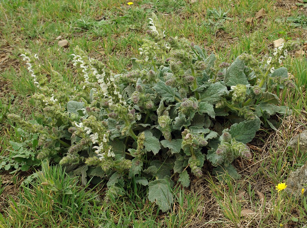 Image of Salvia xanthocheila specimen.