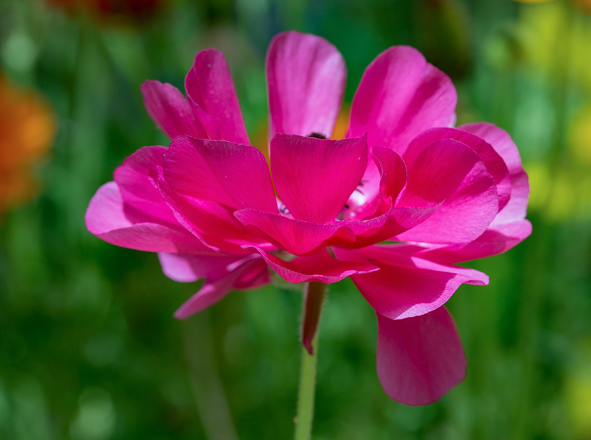 Image of Ranunculus asiaticus specimen.