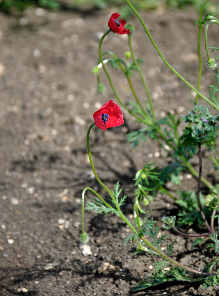 Image of Papaver hybridum specimen.