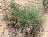 Astragalus mesites