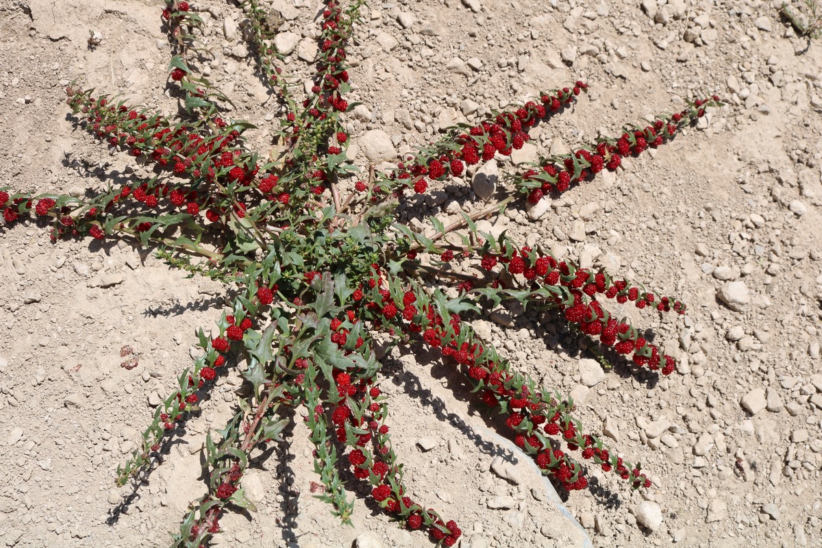 Image of Blitum virgatum specimen.