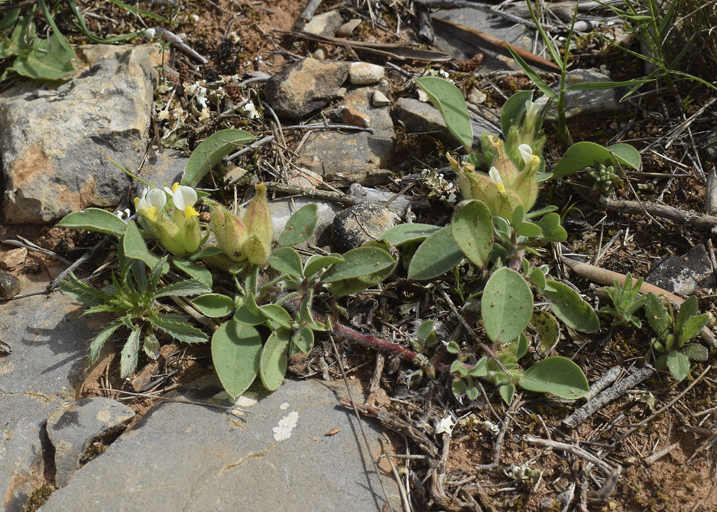 Изображение особи Tripodion tetraphyllum.