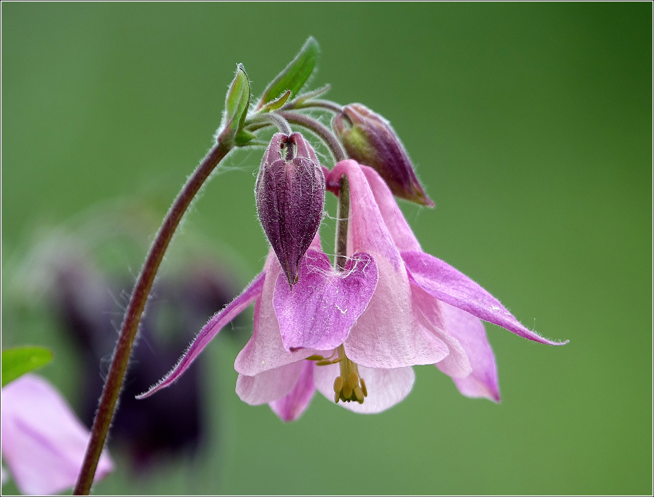 Изображение особи Aquilegia vulgaris.