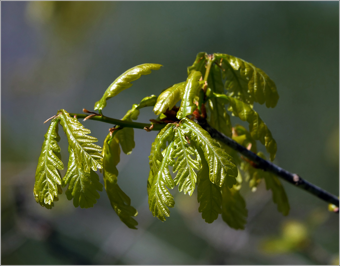 Image of Quercus robur specimen.